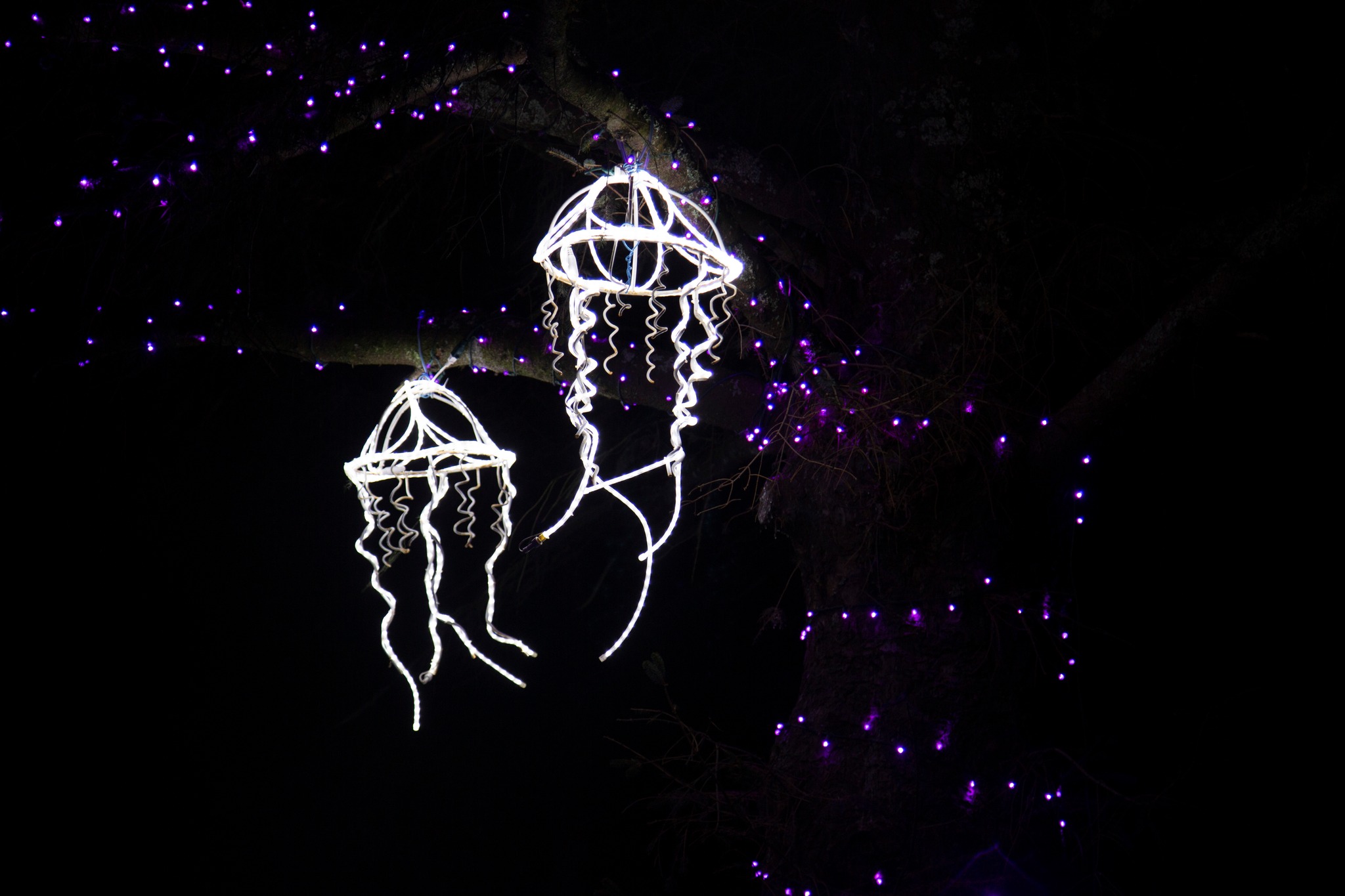 Sea of Lights At The Oregon Coast Aquarium. White jelly fish Christmas light display.
