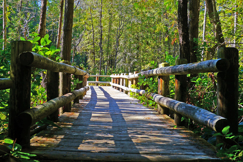 The boardwalk at Darlingtonia State Natural Site.