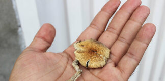 Person holding dried magic mushroom