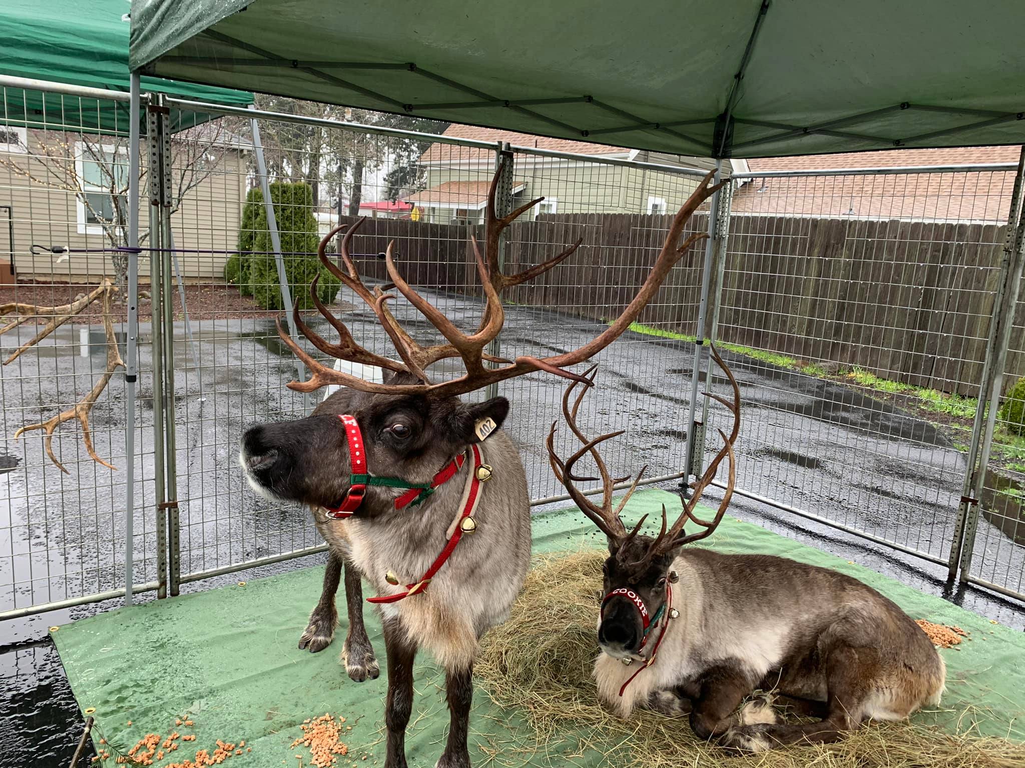 All The Places You Can Visit With Real Reindeer This December In Oregon