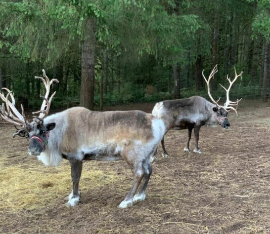 Reindeer from Timberview farm