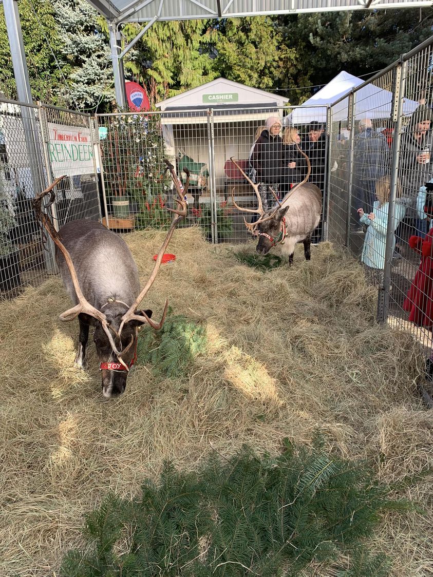 Reindeer from Timberview farm