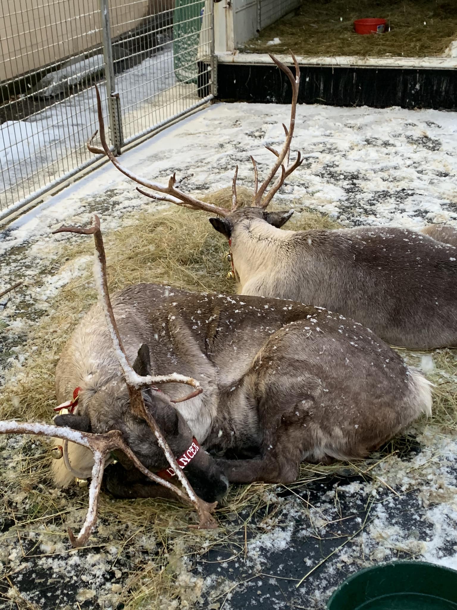 Reindeer from Timberview farm