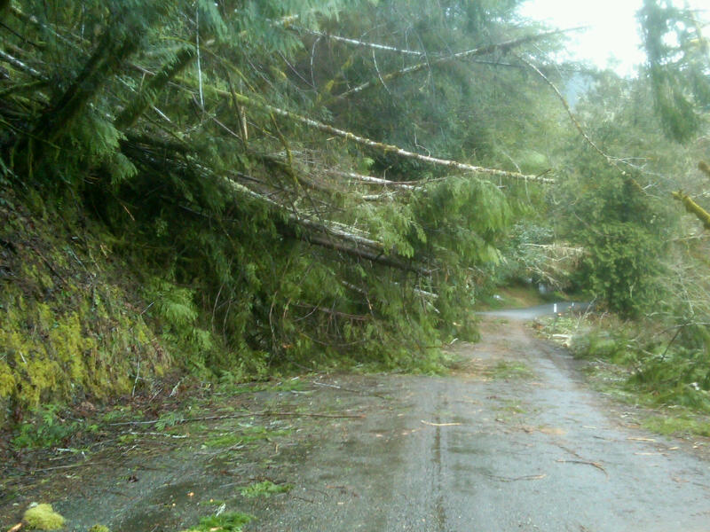 fallem trees blocked road oregon storms