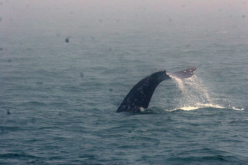 A gray whale diving off the Oregon coast. The whale's tail is above the water.