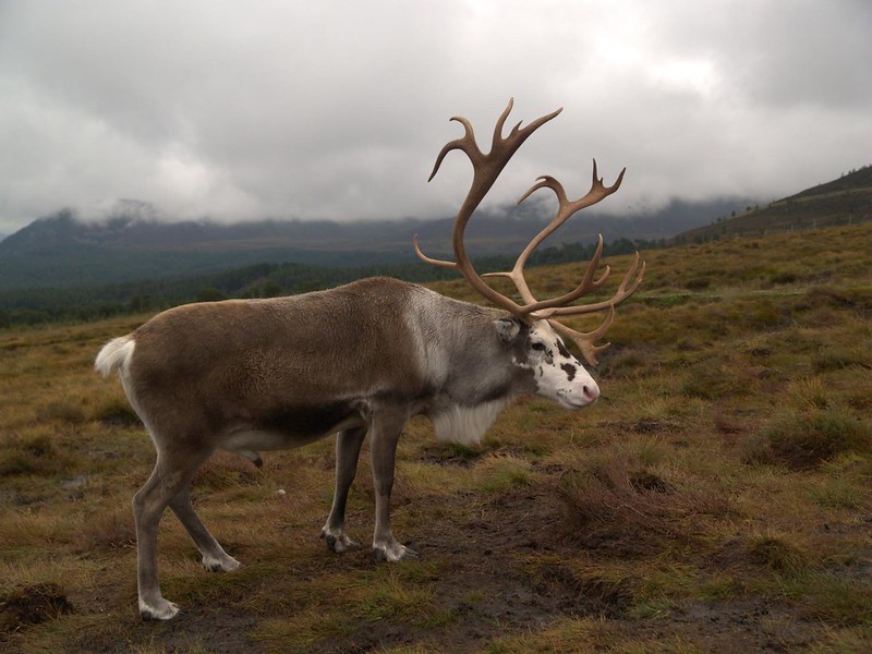 A reindeer with huge antlers in the highlands of Scotland.