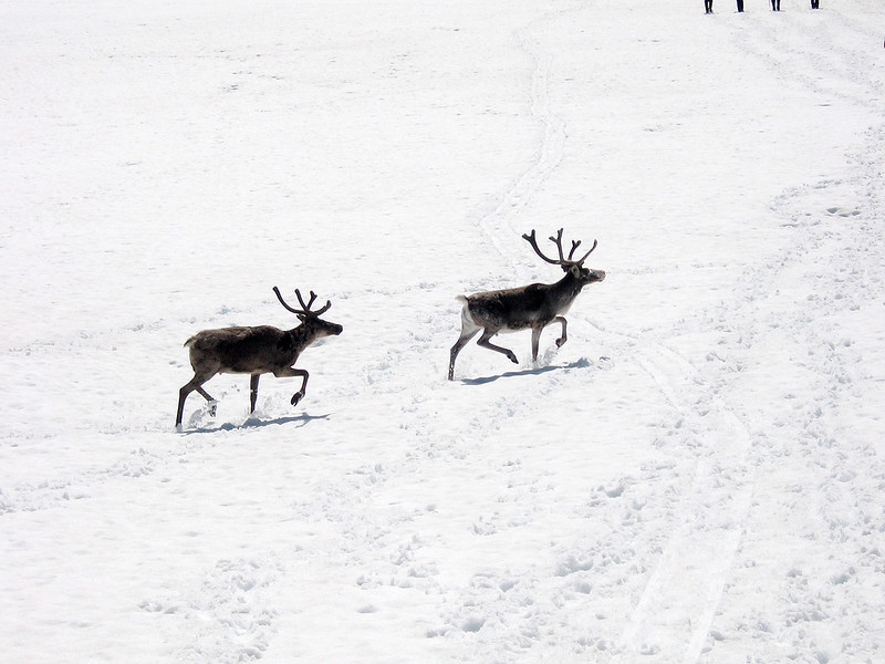 Two reindeer walking in the snow in Sweden.