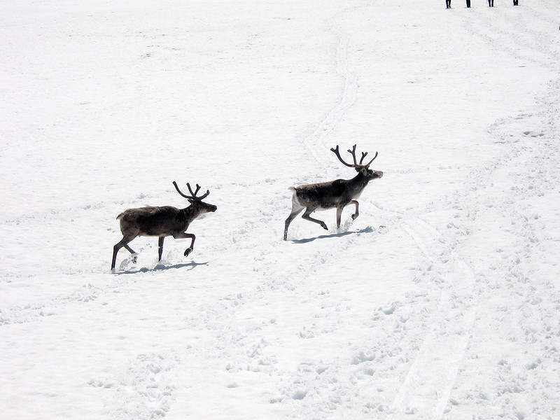 All The Places You Can Visit With Real Reindeer This December In Oregon