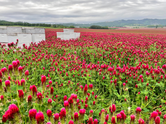 Box bee hives in a field of pink flowers.