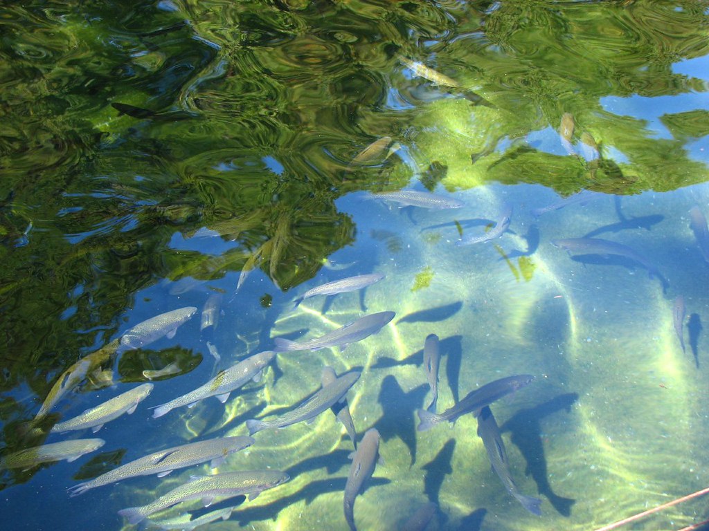 wizard falls fish hatchery