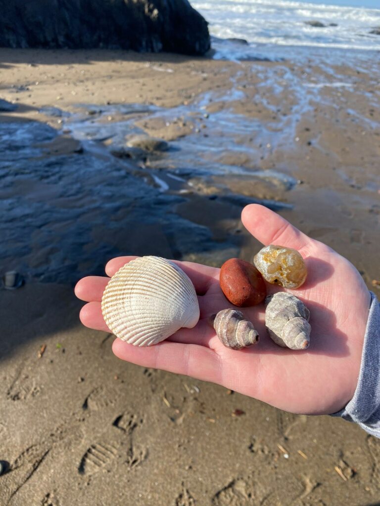 inn at spanish head, oregon. a hand displays shells and agates found while beachcombing