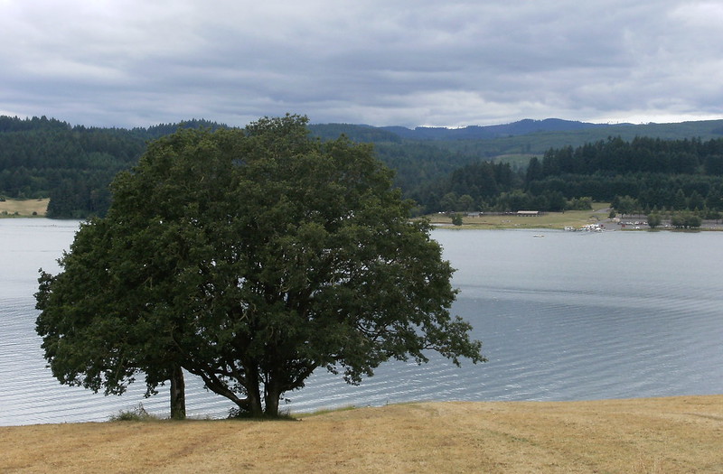 Henry Hagg on a cloudy day with a huge tree.