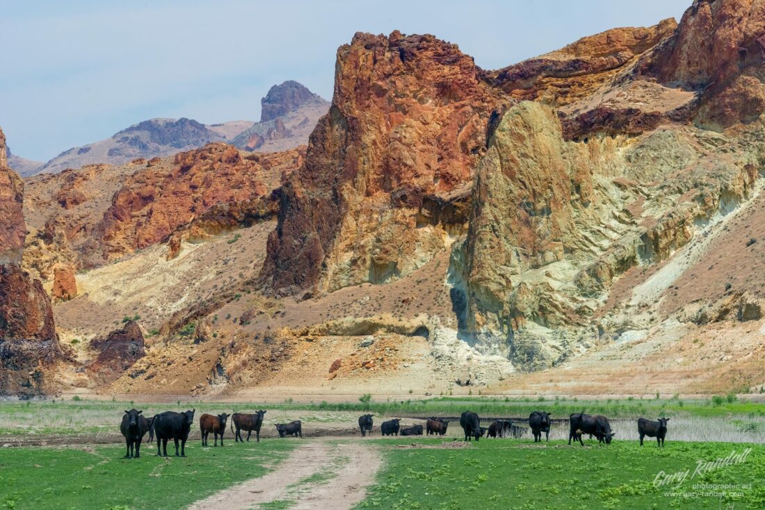 owyhees oregon cows