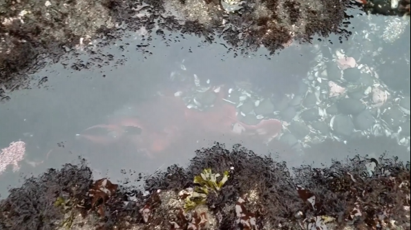 ▶️ WATCH: A Giant, Color-Changing Creature Swims Through Tide Pools in Oregon