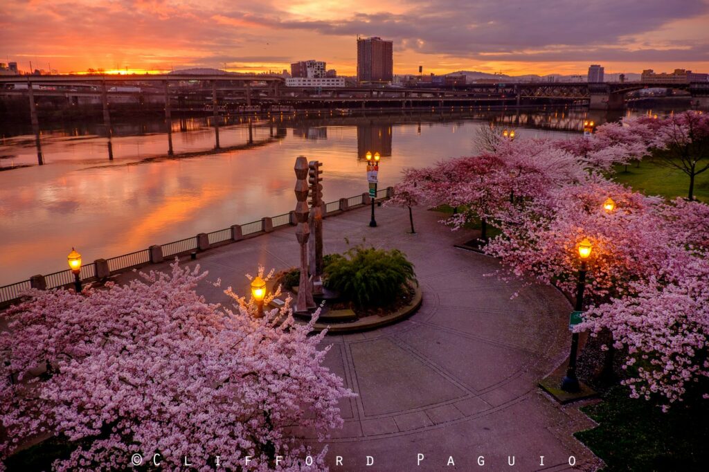 cherry blossom portland