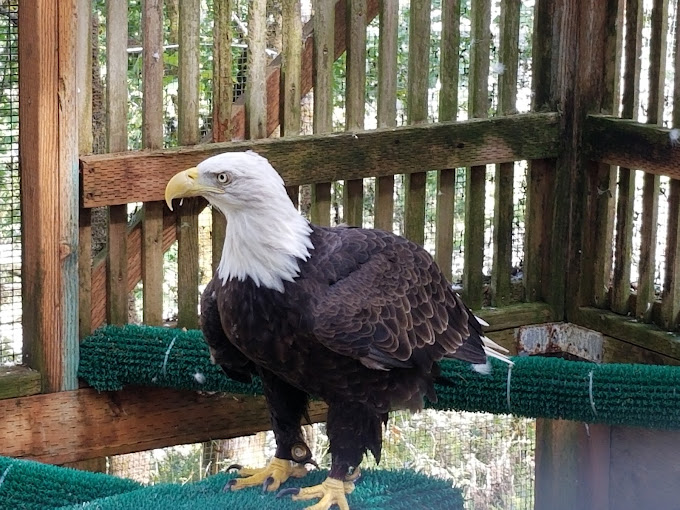 cascades raptor center