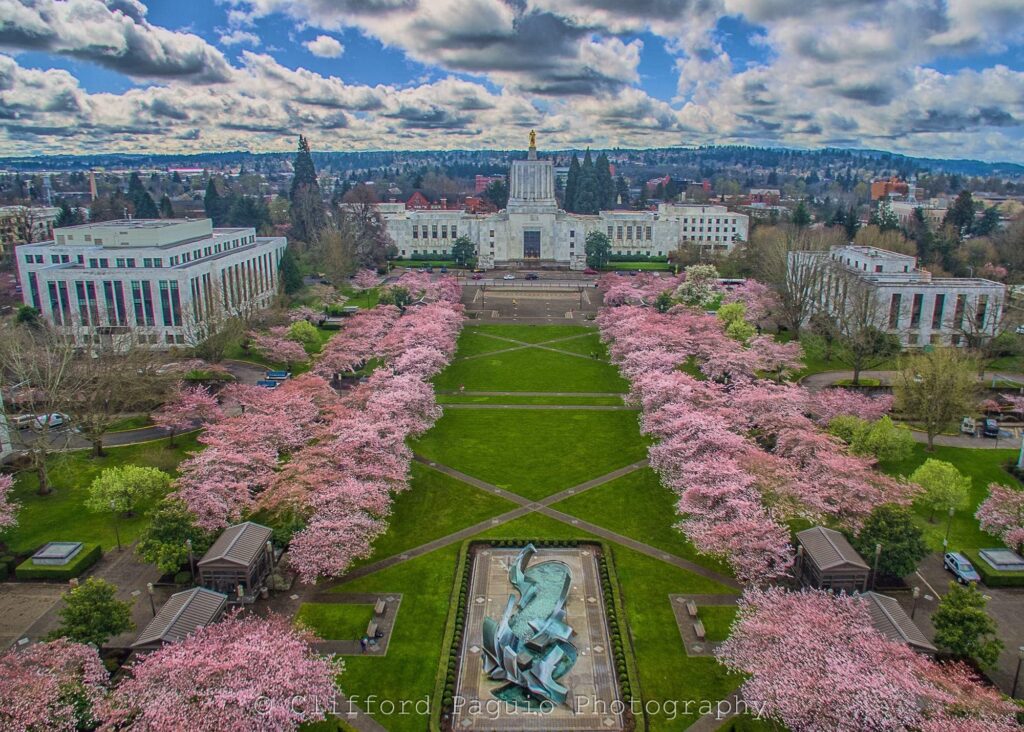 cherry blossom salem