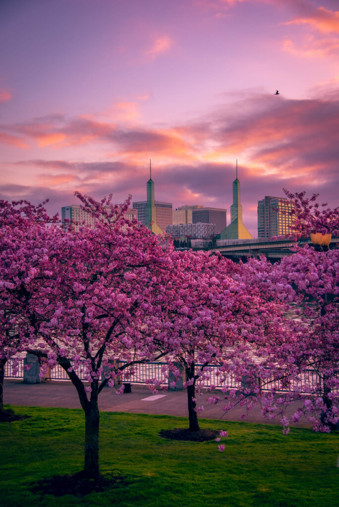 cherry blossom portland