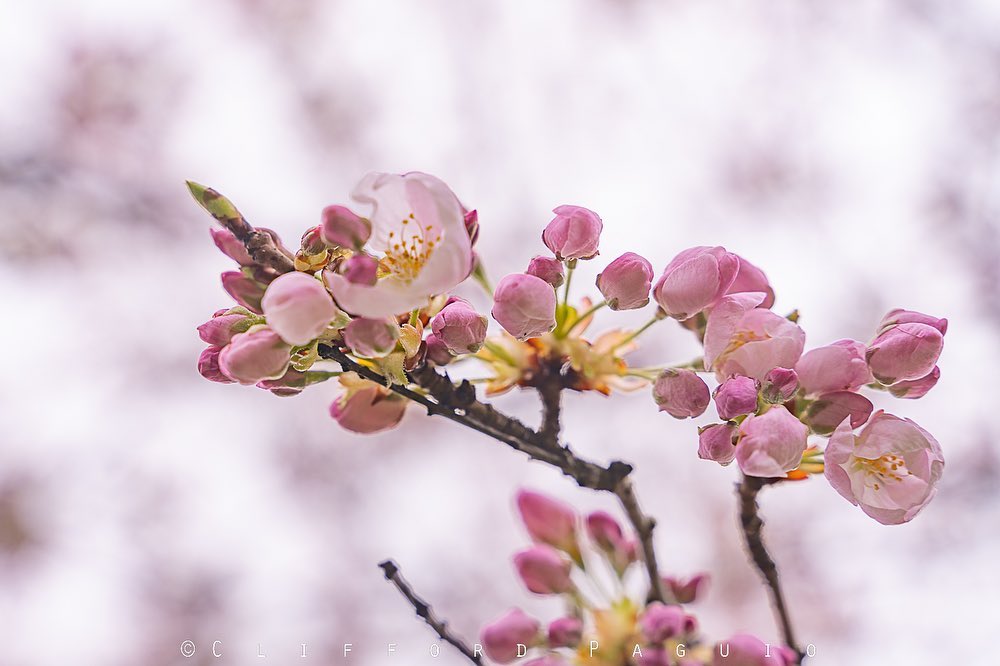 cherry blossom portland