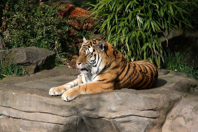 Oregon's Top 12 Zoos and Aquariums Uncover the Wonders of Wildlife