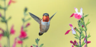 hummingbirds for oregon, oregon hummingbird species, nectar recipe, feeding, spring migration, anna's hummingbird, calliope, Allan's, black-chinned, costa's
