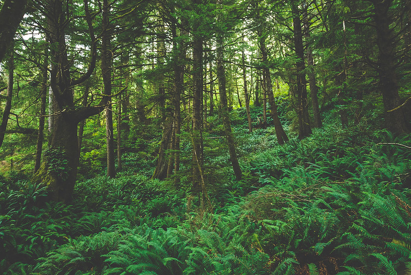 Lush dense green forest at Ecola State Park.