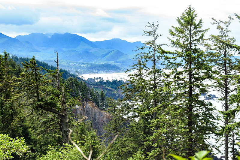 A view through dense trees up high of Ecola State Park.