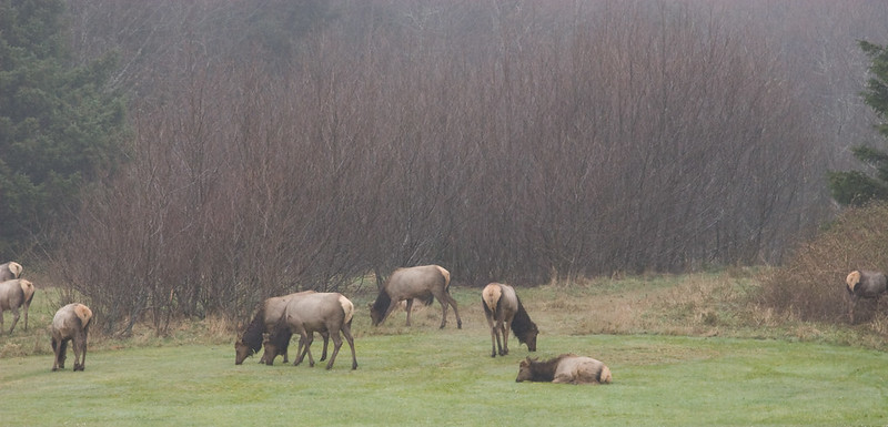 Five elk in a clearing at Ecola State Park on a foggy day.