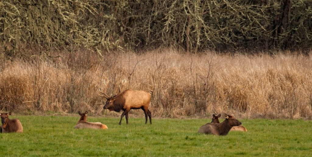 roosevelt elk herd 