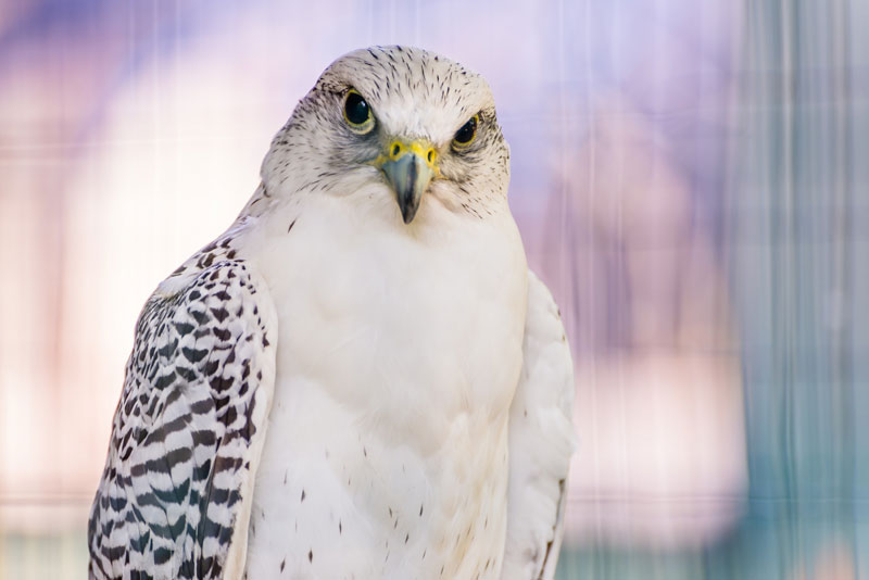 gyrfalcon chintimini wildlife center