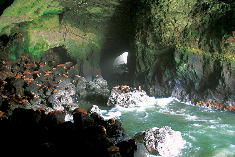 Sea Lion Caves