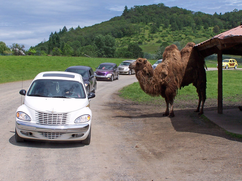 safari drive thru oregon