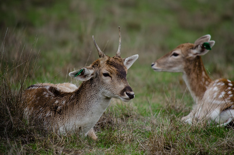 oregon wildlife safari rv park