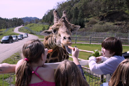 safari drive thru oregon