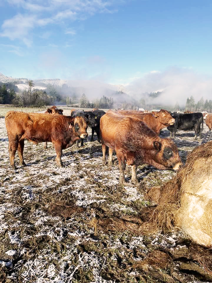 oregon beef cattle