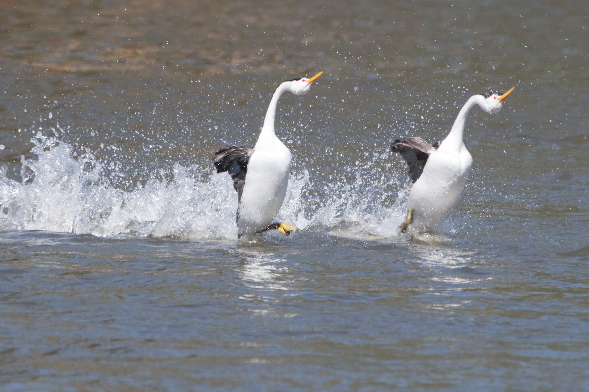 Clark’s grebes in the Klamath Basin