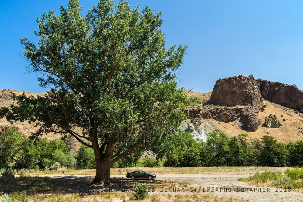 SE oregon, owyhee, huge cottonwood tree