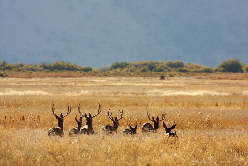 mule deer, eastern oregon