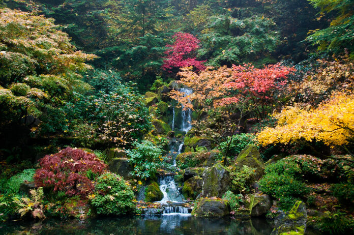 A Walk Through Portland's Tranquil Japanese Gardens
