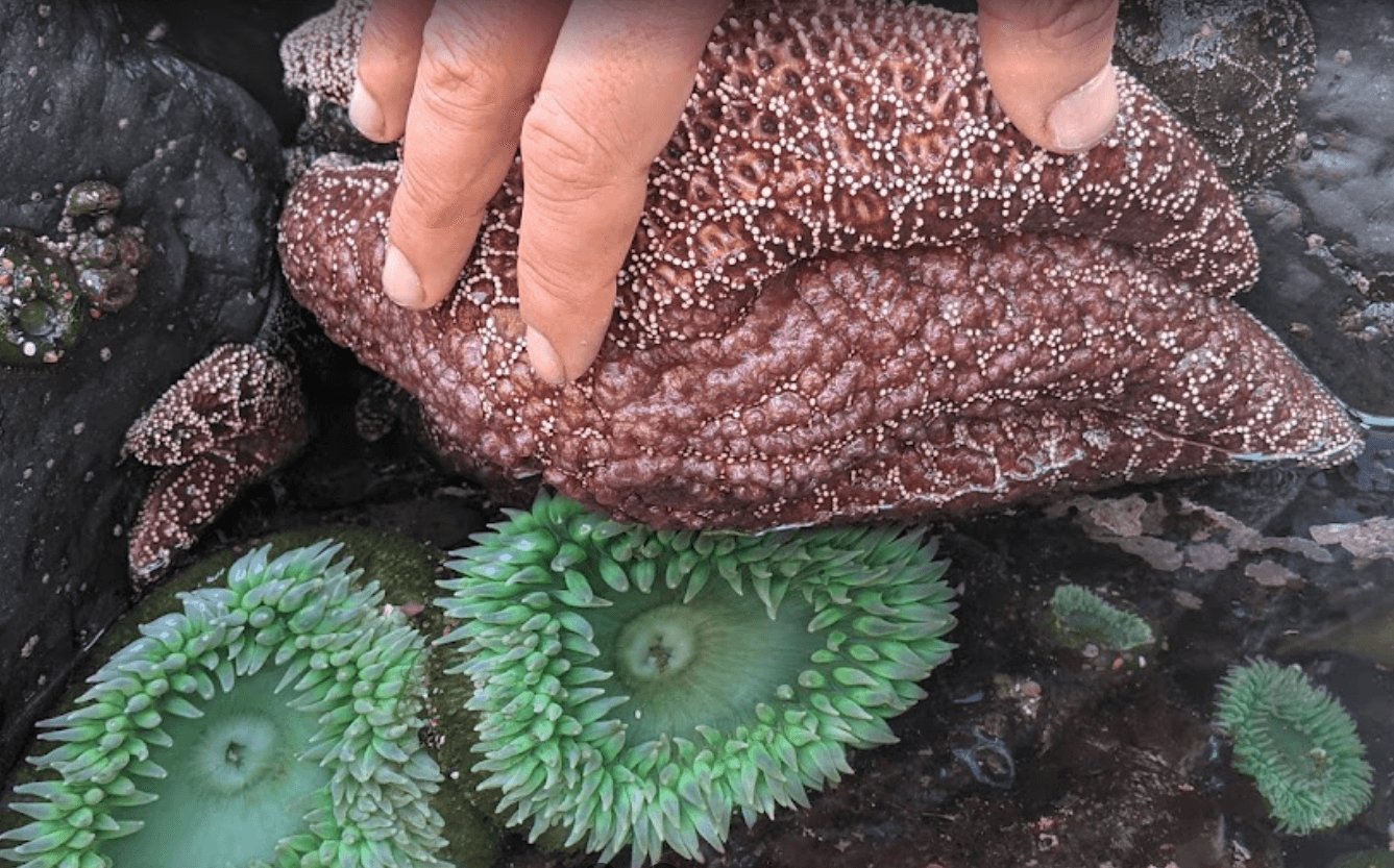 tide pools starfish yachats