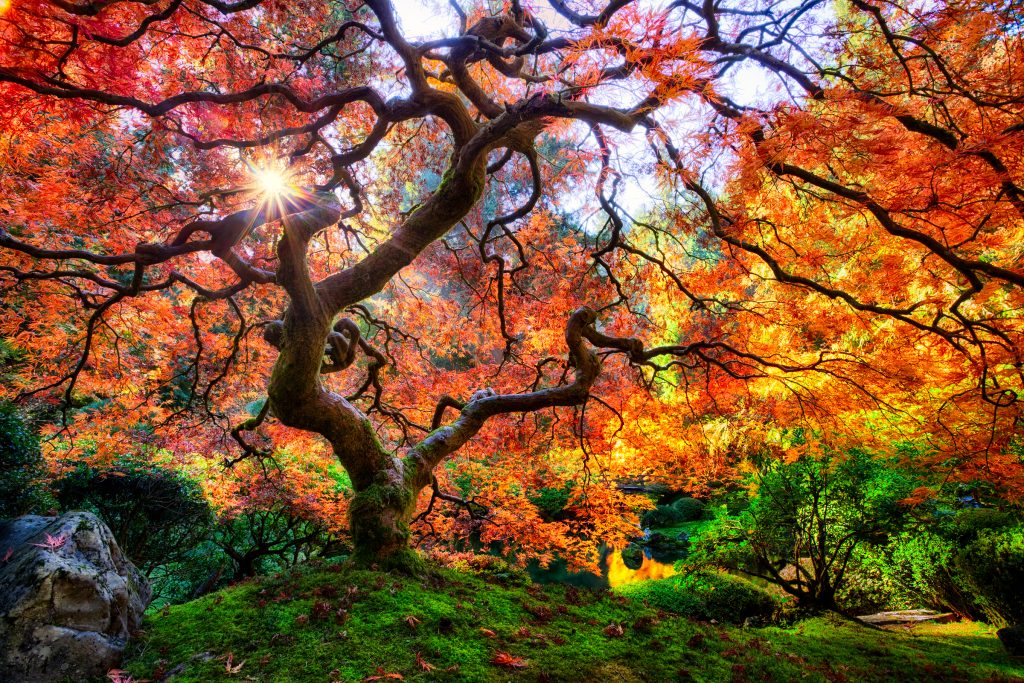 portland japanese garden, famous maple tree, washington park