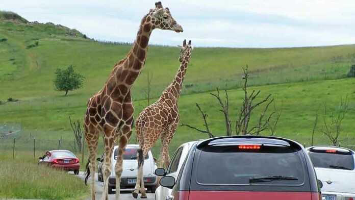 drive thru safari oregon