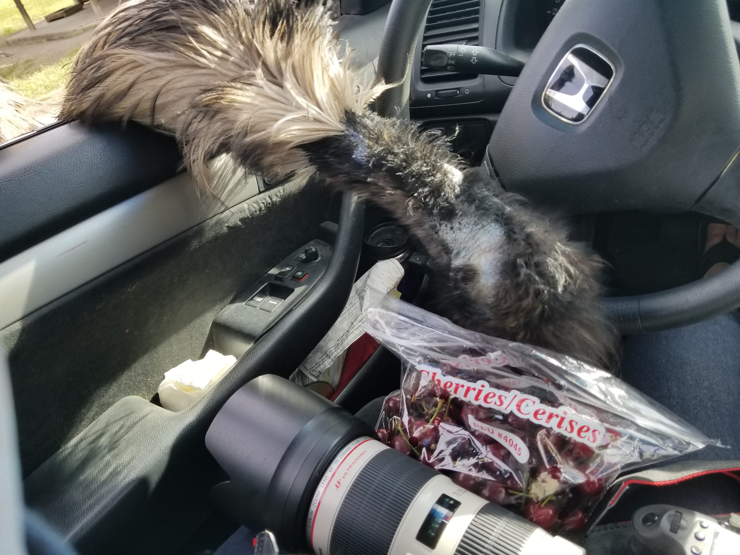 drive thru safari oregon