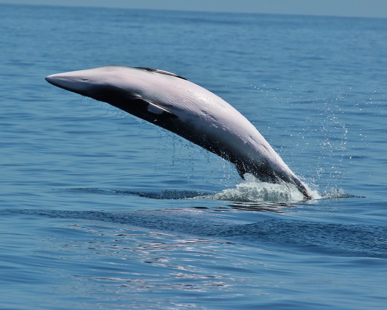 minke whale