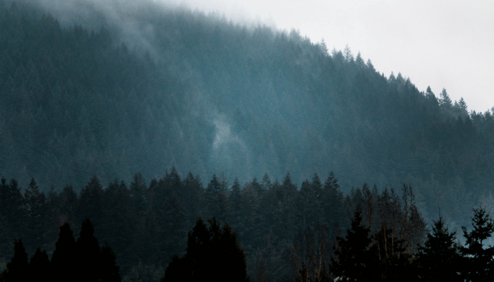 Oregon Mountain Forrest