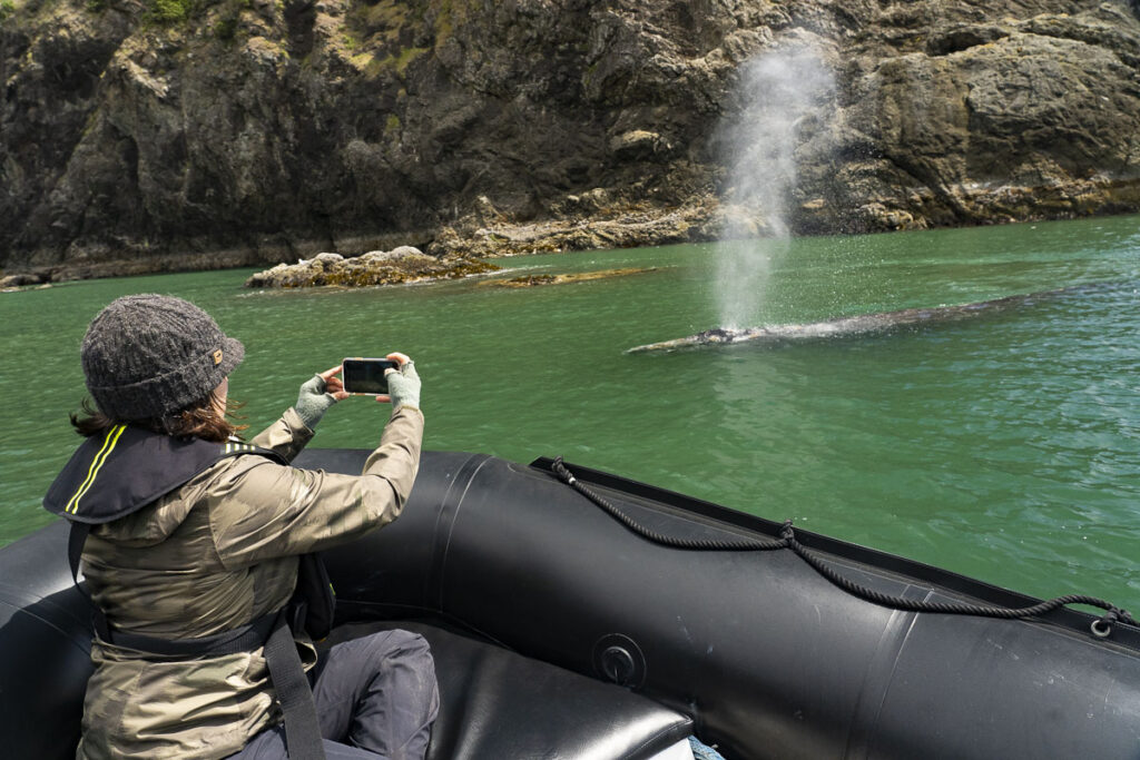 gray whale feeding