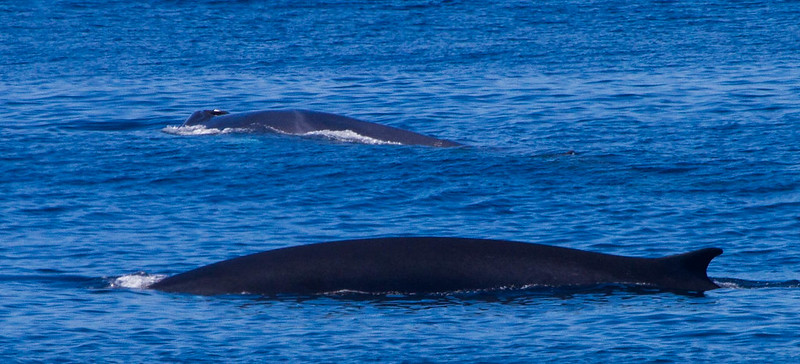 whale tour oregon