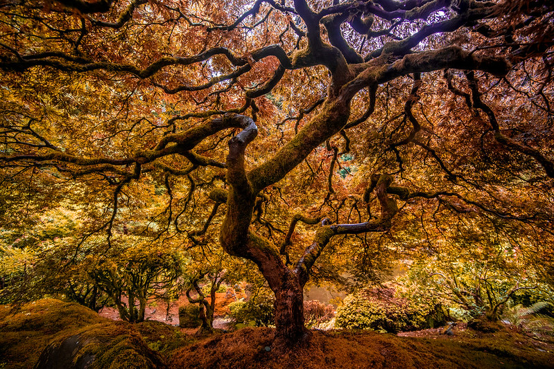portland japanese gardens, maple tree