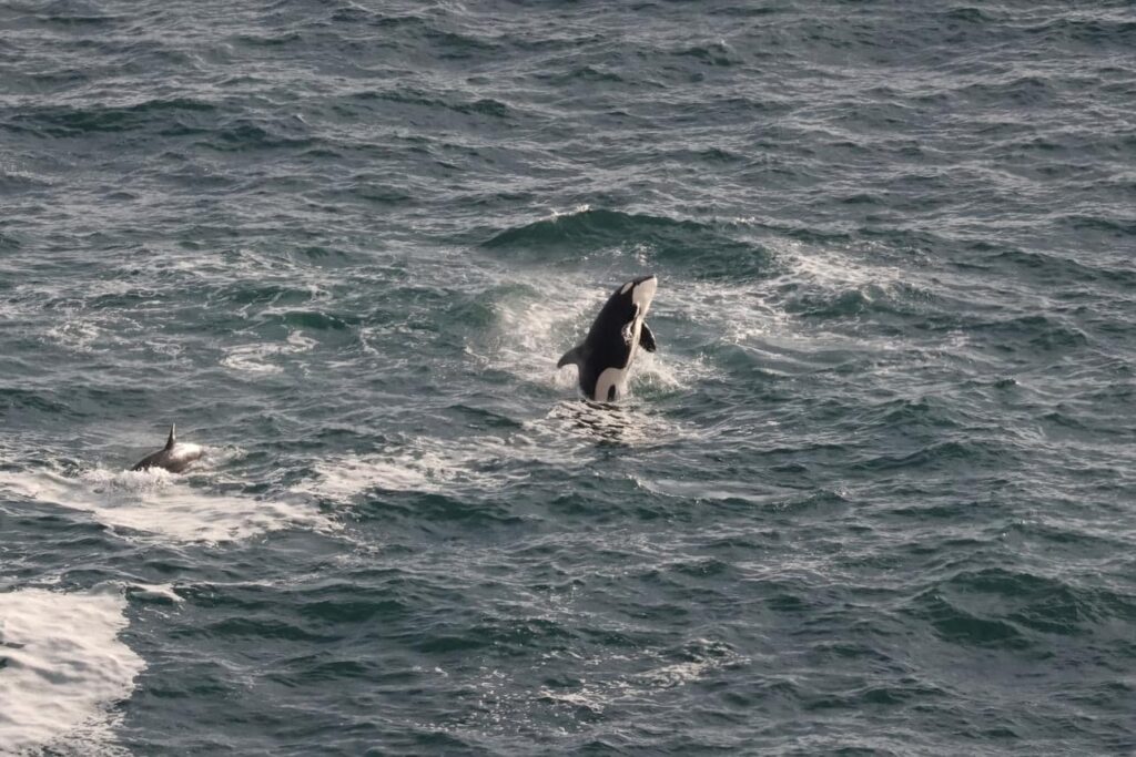 pike bremmer, orcas, killer whales, breaching, depoe bay, oregon, gray whale calf attack, 2023