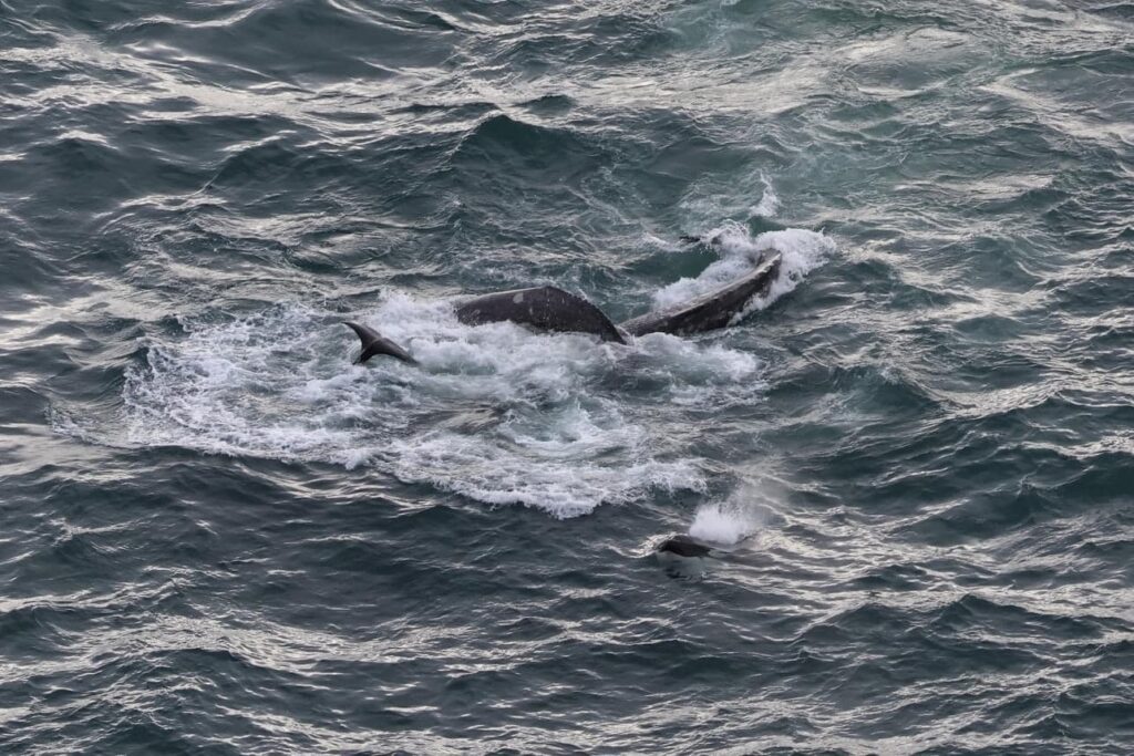 pike bremmer, orcas, killer whales, depoe bay, oregon, gray whale calf attack, 2023